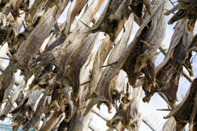 dried fish