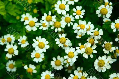 Camomile flowers
