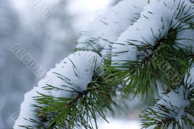 Winter pine branch in snow