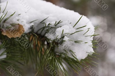 Winter fir branch in snow