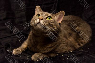 Curious cat
