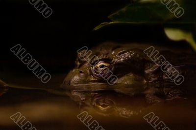 Toad in murky water