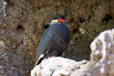 Inca Tern in a cliff