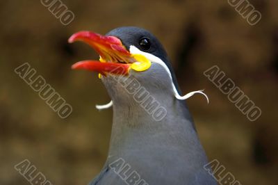 Beautiful Inca Tern