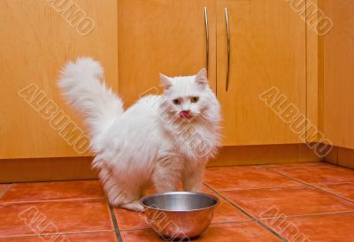 White cat eating