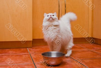 White cat waiting for food