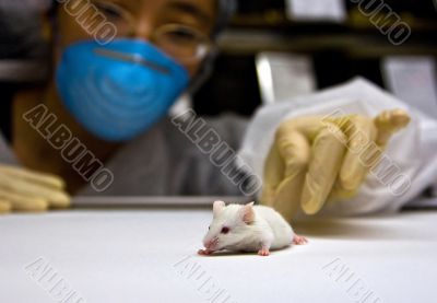 Scientist with white mouse