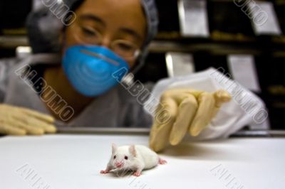 Scientist with white mouse