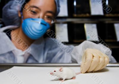 Scientist with white mouse