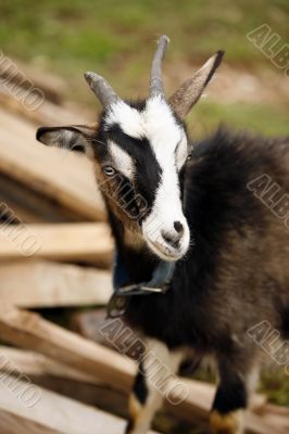 Baby Goat