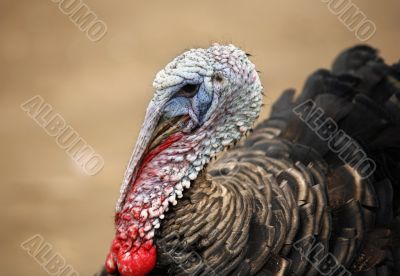 Turkey-cock