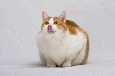 Cat licking nose