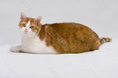 Cute fat cat