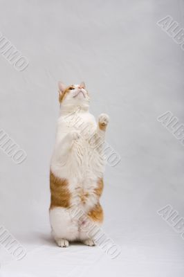 Standing cat