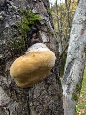 The Big Mushroom, Under The Name Of Chaga