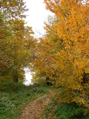 Autumn landscape.