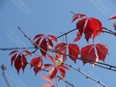 Autumn landscape.