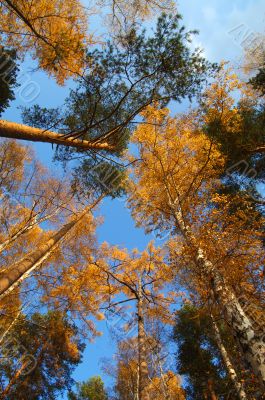 Autumn trees vertical