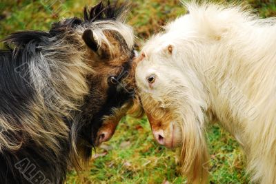 goat fight