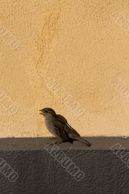 House Sparrow on Wall