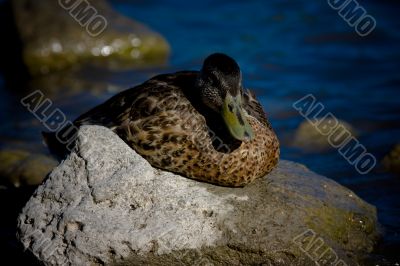 Wild Duck Resting on Rocks