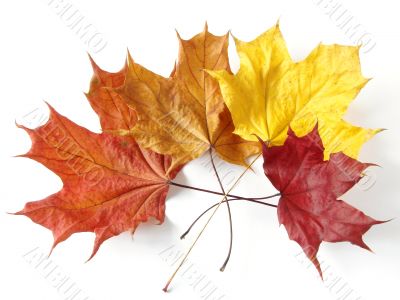 colorful maple leaves