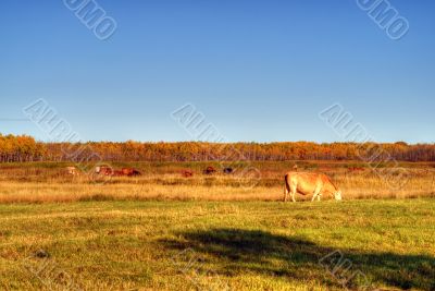 Pasture