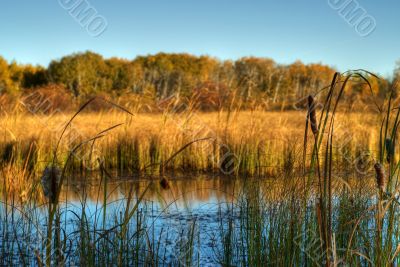 Marsh Land