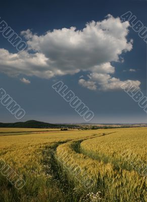 Idyllic barley field with track of tractor