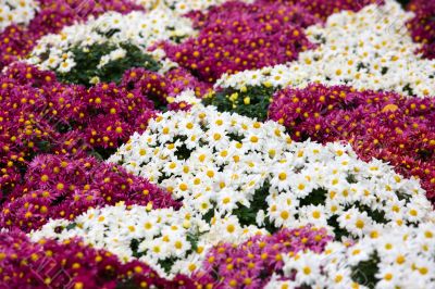 camomiles background