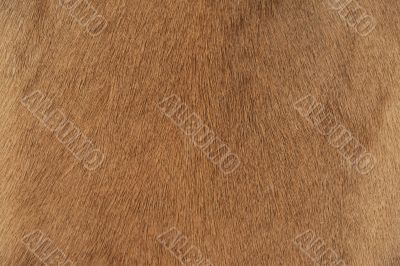 Skin of Goat. Skin of Goat.