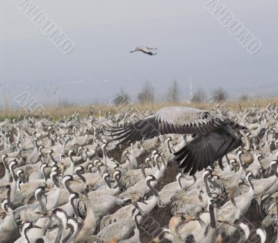 Migrate of birds