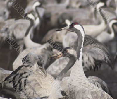 Migrate of birds