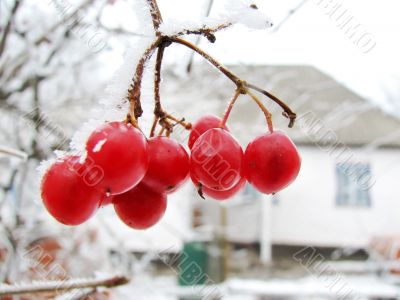 red viburnum berry on frost