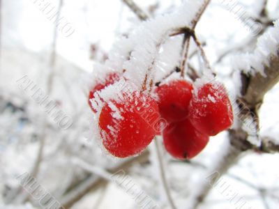 red viburnum berry on frost