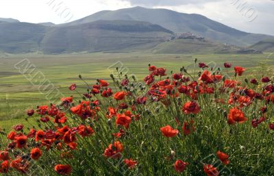 Red poppies in the Piana di Castelluccio Red poppies in the Piana di Castelluccio