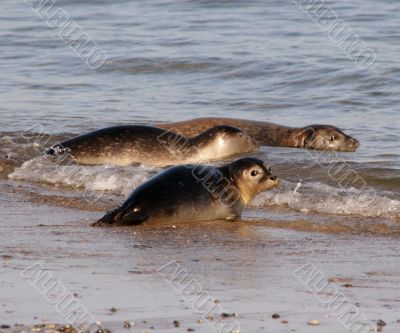 oung seals at the beach of Helgoland