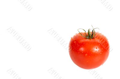 A tomato is in dew.