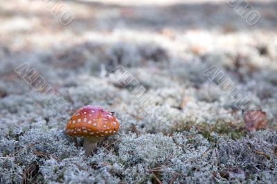 mushroom, red fly agaric (Amanita muscaria) on the blue moss.