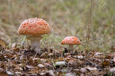 couple of mushrooms, fly agaric (Amanita muscaria)