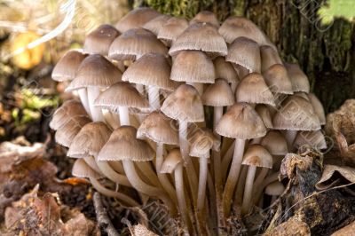 large group of mushrooms (Collybia confluens)