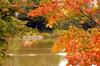 Autumn leaves over pond setting