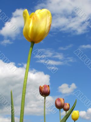 yellow tulip
