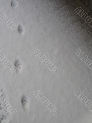 paw prints in the snow