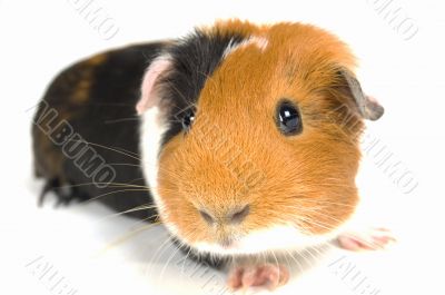 curious guinea pig