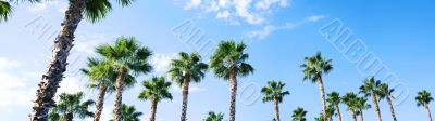 palm trees