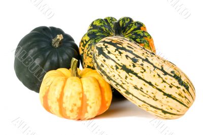 Winter Squash