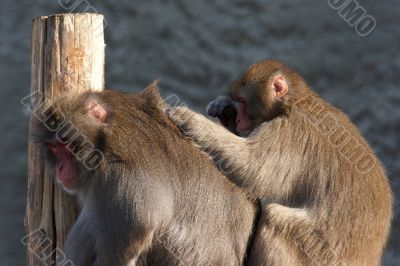 One monkey grooming another