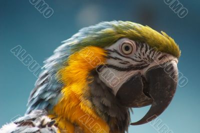 Blue-and-yellow Macaw