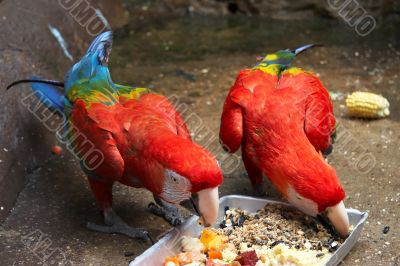 Feeding Scarlet Macaws